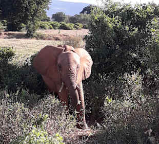 Elefant