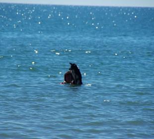 Hund auf dem Rücken