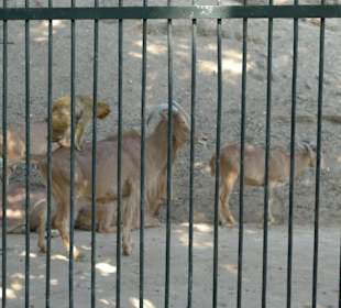 Козлики и обузьянки