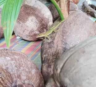 St. Lucia Best Experience Tours