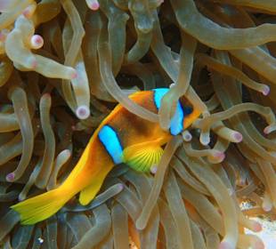 Blaue Fahrt - Nemo-Fisch