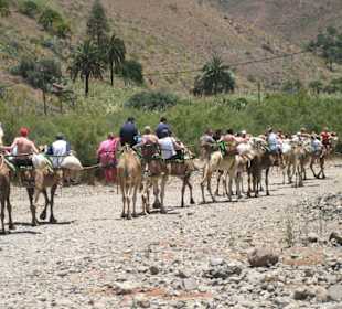 Tal von Fataga - Kamelsafari