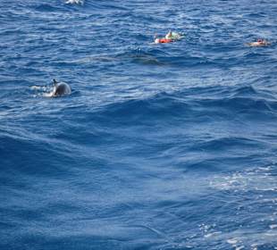 Schroncheln mit Delfine