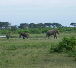 Yala - Nationalpark