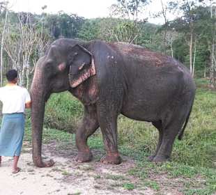 Elefanten bei Jo`s Seafood