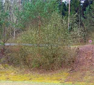 Brombachspeicher gross