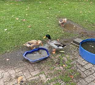 Steinerbos Belevenispark
