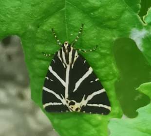 Peta Loudhes / Tal der Schmetterlinge