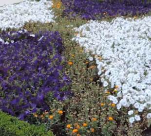 Real Jardín Botánico de Madrid