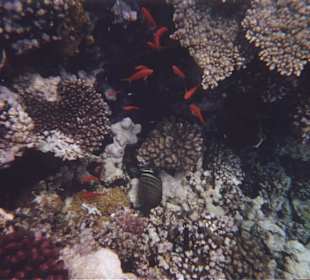 Sharm el nagga