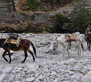 Zmiana warty osiołków ratunkowych