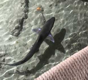 Lebt hier in ca. 50cm statt in mind. 5m Tiefe