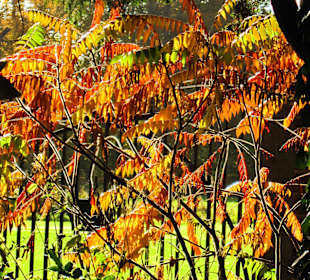 Парк Замка Ойтин.Золотая осень.