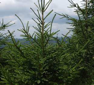 Manastirea Sf. Pantilimon