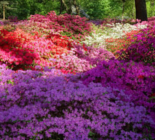 Hauptblüte im Rhododendronpark Bremen