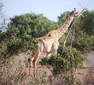 Giraffe unterwegs zum Fressen