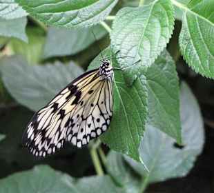 Alaris Schmetterlingspark