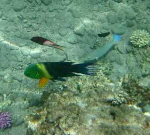 Besenschwanzprachtlippfisch