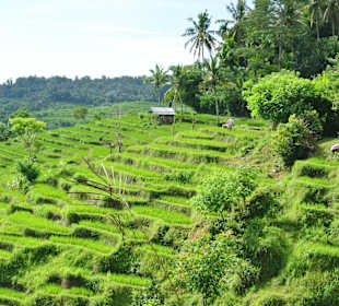 Dorf/ Reisplantagen Ausflug mit Ady