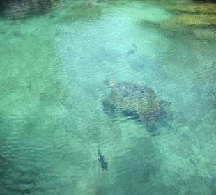 Xcaret