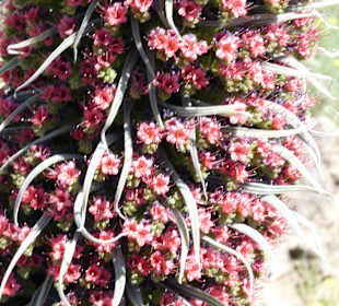Parque Nacional del Teide
