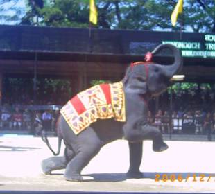 Elephant beim Dartspiel