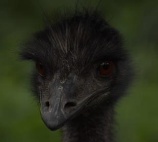 Naturwildpark Granat 