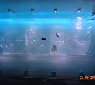 Ice Bar