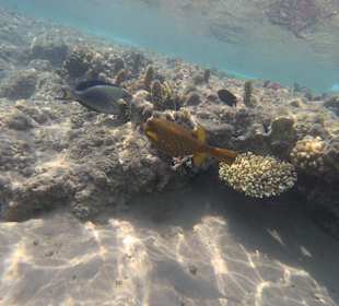 Schnorcheln Hurghada