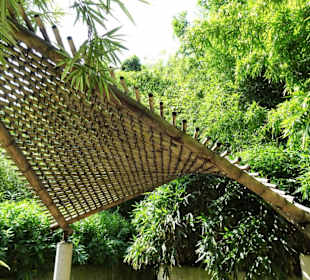 Im Bambushain von Schloss Trauttmansdorff