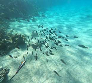 Schnorcheln Makadi Bay