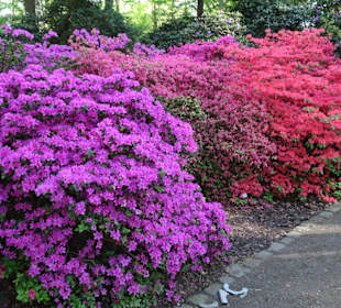 Hauptblüte im Rhododendronpark Bremen