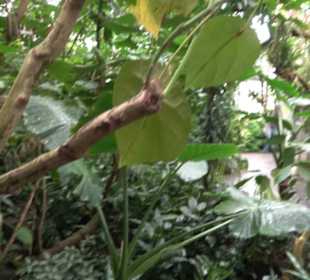 Tropicarium
