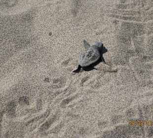 Schildkröten sind geschlüpft