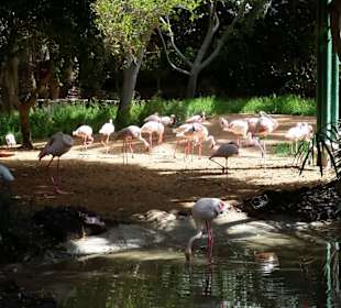 Flamingos