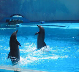 Dolphins in Motion Show