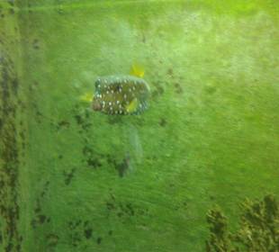 Aquarium in Hurghada