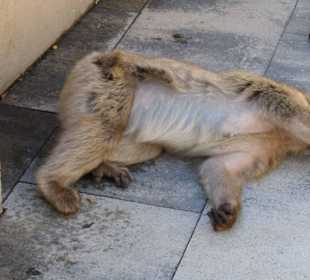 Das ist aber ein fauler Affe