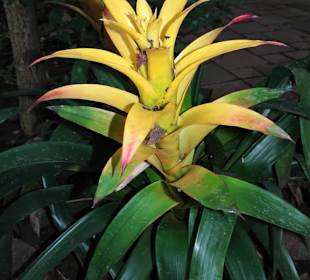 Ananasgewächs im Tropenhaus