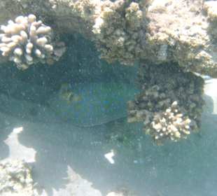 Großer Rochen im Wasser