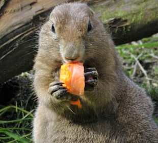 Präriehunde im Zoo Salzburg