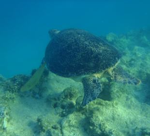 Schildkröte/Innenriff