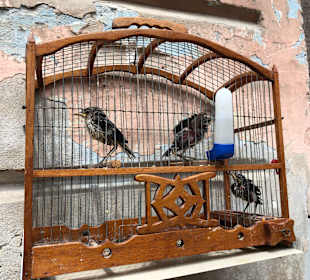 Stadtrundgang Havanna