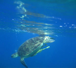 Schildkröte beim Abtauchen