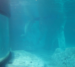 Aquarium / Oceanongrafic