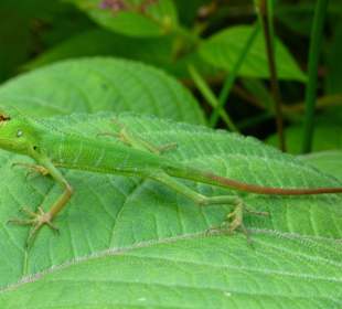 Im Sinharaja Rainforest