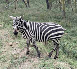 Zebra  