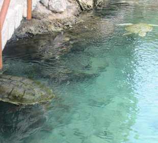 Xcaret