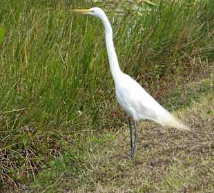 Everglades National Park: Anhinga Trail