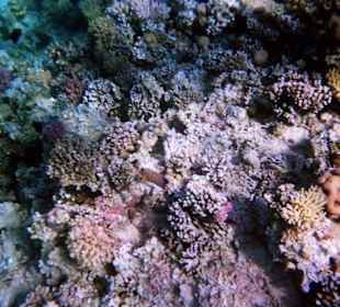 Einmalige Korallenwelt am Strand
